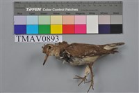 藏品(磯鷸)的圖片